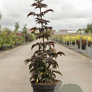 Sambucus nigra Black Tower 80-100 cm 10L