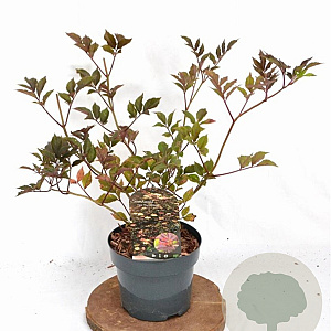 Sambucus nigra 'Thundercloud' 30-40 cm 3,0L