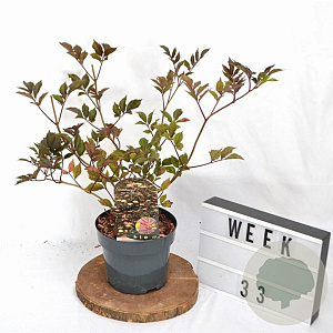 Sambucus nigra 'Thundercloud' 30-40 cm 3,0L