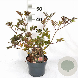 Sambucus nigra 'Thundercloud' 30-40 cm 3,0L