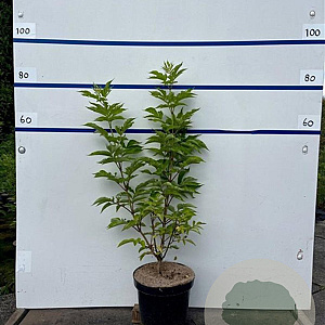Sambucus racemosa 80-100 cm 7,5L