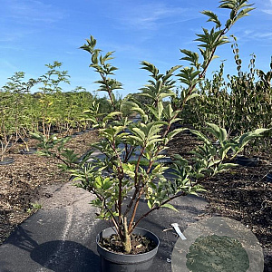 Sambucus racemosa 80-100 cm 7,5L