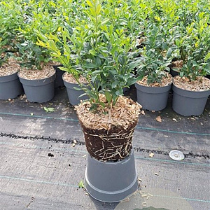 Sarcococca confusa 20-30 cm 2,0L