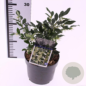 Sarcococca confusa 30-40 cm 2,0L