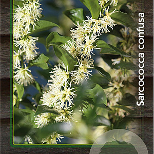 Sarcococca confusa 30-40 cm 2,0L