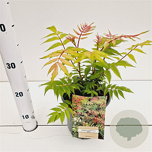 Sorbaria sorbif. 'Sem' 30-40 cm 2,5L