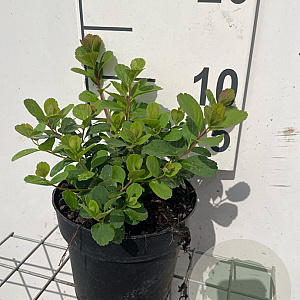 Spiraea betulifolia 'Tor' GM C1.3