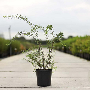 Spiraea cinerea 'Grefsheim' 80-100 cm 10L