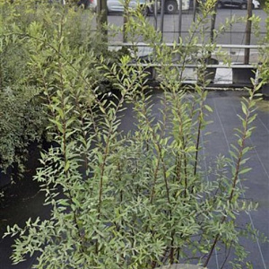 Spiraea cinerea 'Grefsheim' 100-125 cm 10L