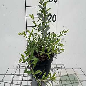 Spiraea cinerea 'Grefsheim' GM C1.3