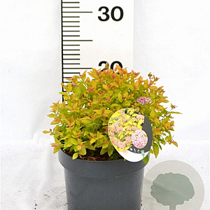 Spiraea jap. 'Golden Princess' 25-30 cm 3,0L