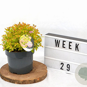 Spiraea jap. 'Golden Princess' 25-30 cm 3,0L