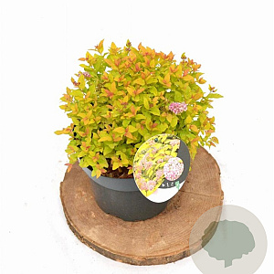 Spiraea jap. 'Golden Princess' 25-30 cm 3,0L