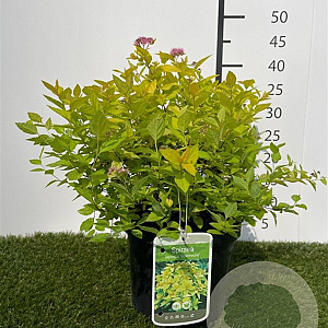 Spiraea jap. 'Goldmound' 25-30 cm 3,0L