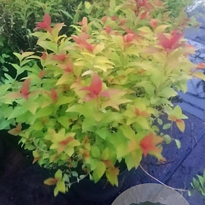 Spiraea jap. Magic Carpet 30-40 cm 3,0L