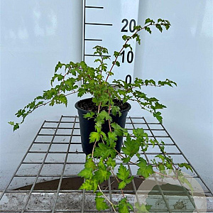Stephanandra incisa 'Crispa' 30-40 cm C1.3