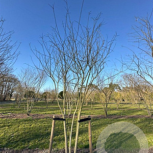 Styphnolobium japonicum 400-450 cm draadkluit meerstammig