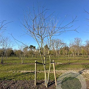 Styphnolobium japonicum 400-450 cm draadkluit meerstammig