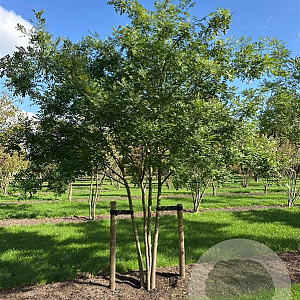 Styphnolobium japonicum 400-450 cm draadkluit meerstammig