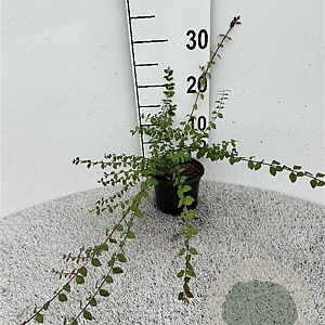 Symphoricarpos ch. 'Hancock' 30-40 cm C1.3