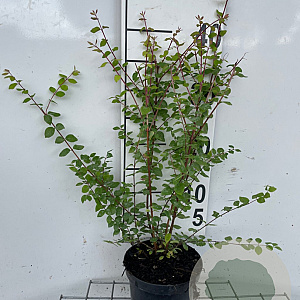 Symphoricarpos ch. 'Hancock' 30-40 cm C1.3