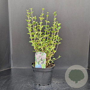 Syringa meyeri 'Palibin' 30-40 cm 5,0L