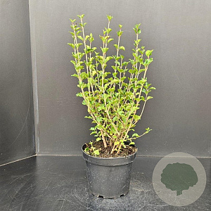 Syringa meyeri 'Palibin' 30-40 cm 5,0L
