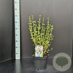 Syringa meyeri 'Palibin' 30-40 cm 5,0L