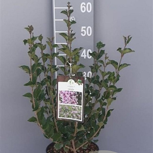 Syringa meyeri 'Palibin' 40-50 cm 5,0L
