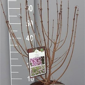 Syringa meyeri 'Palibin' 40-50 cm 5,0L