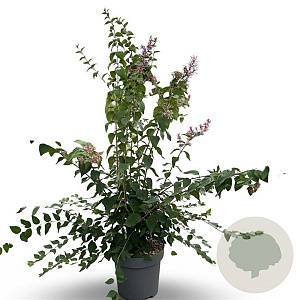 Syringa microphylla 'Superba' 100-125 cm 12L