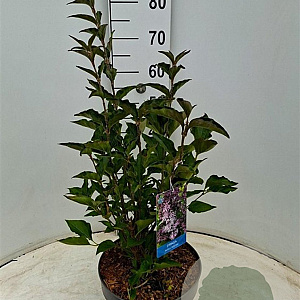 Syringa patula 'Miss Kim' 50-60 cm 7,5L