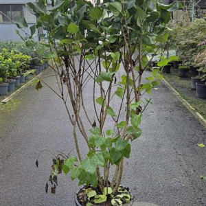 Syringa v. 'Michel Buchner' 125-150 cm 25L