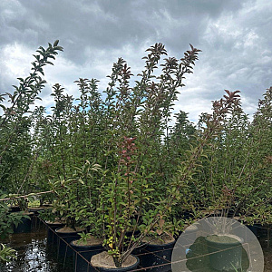 Viburnum bodn. 'Charles Lamont' 150-175 cm 20L
