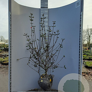 Viburnum burkwoodii 100-125 cm met kluit
