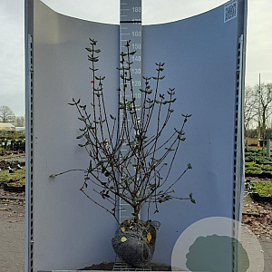 Viburnum burkwoodii 100-125 cm met kluit