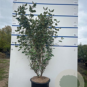 Viburnum burkw. 'Anne Russell' 100-125 cm 20L