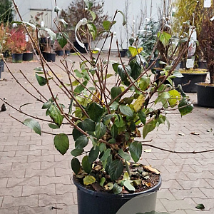 Viburnum carlcephalum 80-100 cm met kluit