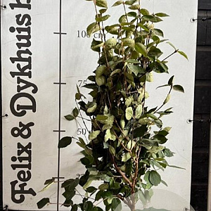 Viburnum carlesii 'Aurora' 100-125 cm met kluit