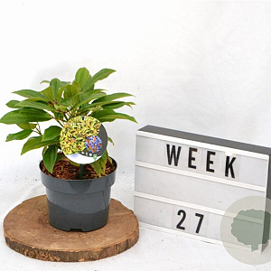 Viburnum davidii 25-30 cm 2,0L