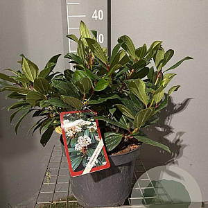 Viburnum davidii 40-50 cm 7,5L