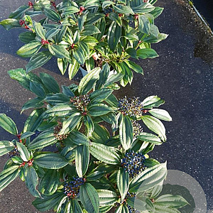 Viburnum davidii 40-50 cm 7,5L