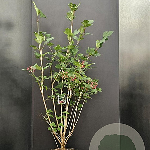 Viburnum opulus 100-125 cm 10L