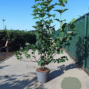 Viburnum opulus 100-125 cm 10L