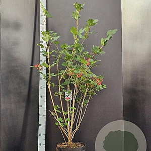 Viburnum opulus 100-125 cm 10L