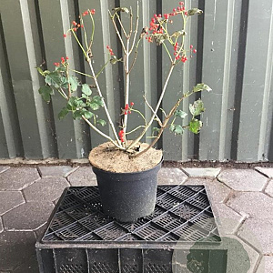 Viburnum opulus 'Roseum' 60-80 cm 7,5L