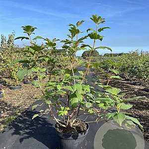 Viburnum opulus 'Roseum' 60-80 cm 7,5L