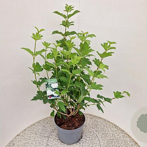 Viburnum opulus 'Roseum' 100-125 cm 10L