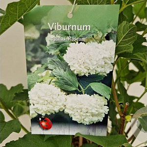 Viburnum opulus 'Roseum' 100-125 cm 10L
