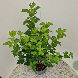 Viburnum opulus 'Roseum' 100-125 cm 10L